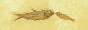 Shale: Knightia Fish Fossil
