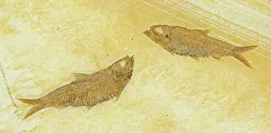 Shale: Knightia Fish Fossil