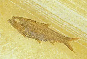 Shale: Knightia Fish Fossil