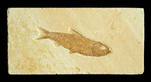Shale: Knightia Fish Fossil