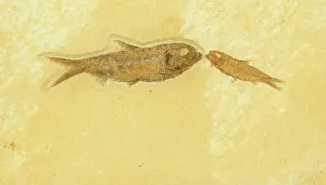 Shale: Knightia Fish Fossil