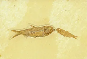 Shale: Knightia Fish Fossil
