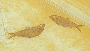 Shale: Knightia Fish Fossil