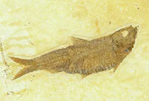 Shale: Knightia Fish Fossil