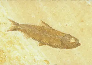 Shale: Knightia Fish Fossil