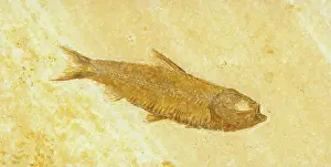 Shale: Knightia Fish Fossil