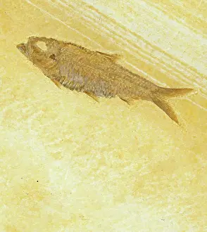 Knightia: Knightia Fossil Fish