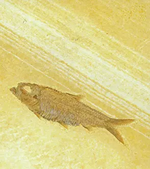 Shale: Knightia Fossil Fish