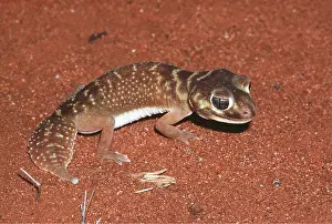 Geckos: KNOB TAILED GECKO