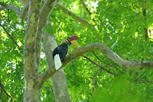 Wrinkled: Knobbed Hornbill