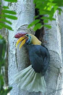 Delivering: Knobbed Hornbill