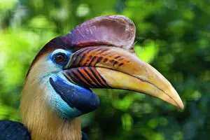 Hornbill: Knobbed Hornbill, or Sulawesi Wrinkled Hornbill