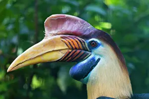 Hornbill: Knobbed Hornbill, or Sulawesi Wrinkled Hornbill