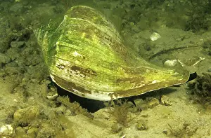 Seashells: Knobbed Whelk