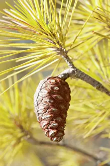 Tuberculata: Knobcone pine