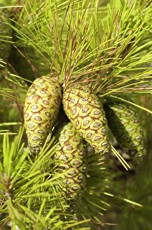 Tuberculata: Knobcone pine