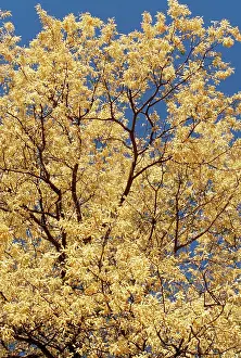 Nigrescens: Knobthorn ACACIA - blossom