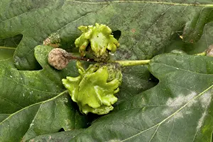 Acorns: Knopper gall on acorns of common oak (Quercus robur)