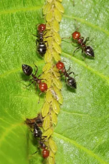 Worker: Knot ant, Knot ants, Other animals, Insects, Animals