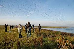 Birdwatchers: Knot - Birdwatchers watching flock flying over