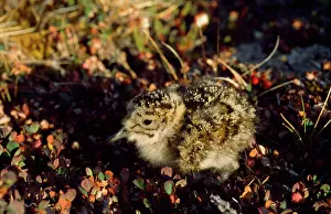 Knots: Knot - chick