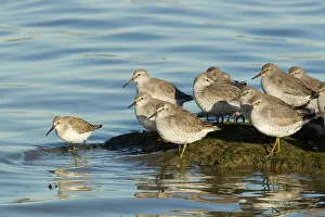 Canutus: Knot and Dunlin - high tide roost