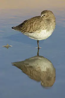 Canutus: Knot feeding - roosting at high tide