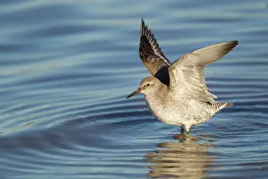 Canutus: Knot - flapping wings at high tide roost
