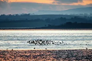Lough: Knot in flight