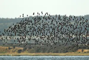 Knots: Knot - flock in flight along coastline - autumn