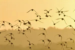 Knots: Knot - A flock in flight in the early morning