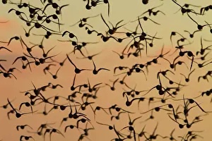 David Kilbey: Knot - A flock in flight in the early morning