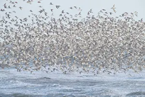 Knot: Knot - flock in flight in the Wadden Sea national