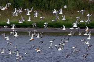 Knots: Knot - Flock flying northwards along coast, in spring