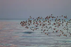 David Kilbey: Knot - A flock of knot flying low over the sea