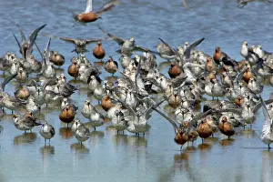 Knots: Knot - Flock resting and preening, during spring migration