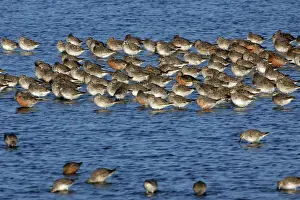Knots: Knot - Flock resting during spring migration