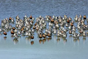 Knots: Knot - Flock resting during spring migration