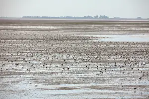 Knots: Knot - flock spread out feeding over The Wash