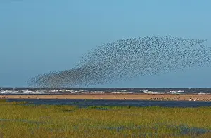Swirling: Knot - Flock swirling the tide edge