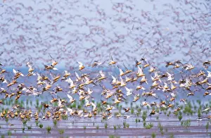 Knots: Knot - flock taking off