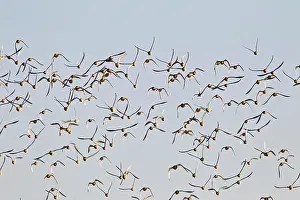 Canutus: Knot - flock taking off in flight