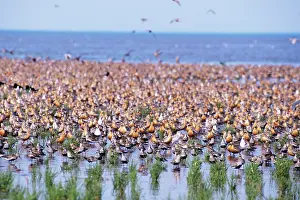 Knots: Knot - flock on water