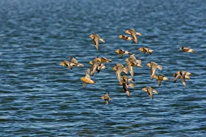 Canutus: Knot - flying over the sea in breeding plumage