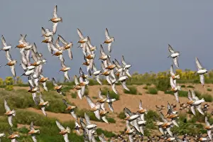 Canutus: Knot - Flying some in Summer plumage