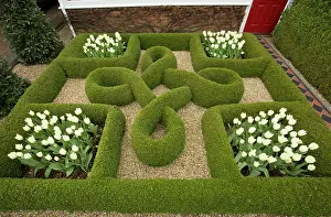 Topiary: Knot Garden with box hedges and White Tulips in