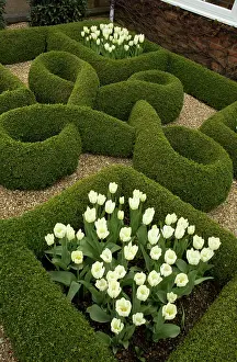 Topiary: Knot Garden with box hedges and White Tulips in