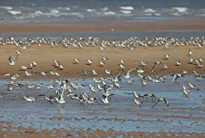 Canutus: Knot - Going into Winter plumage - resting on beach