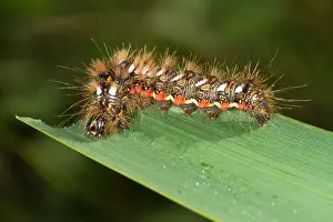 Bradley: Knot Grass