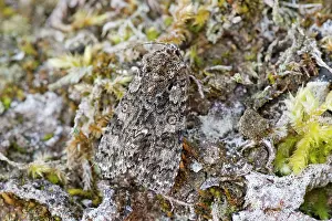 Euphorbiae: Knot Grass - resting among mosses